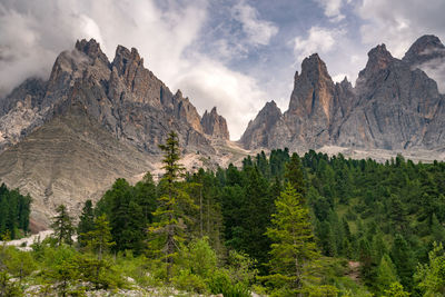 Panoramic view of pine trees and mountains against sky