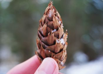 Close-up of cropped hand