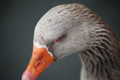 Close-up of a bird against gray background