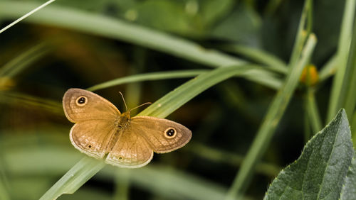 Close-up of butterfly on leaf