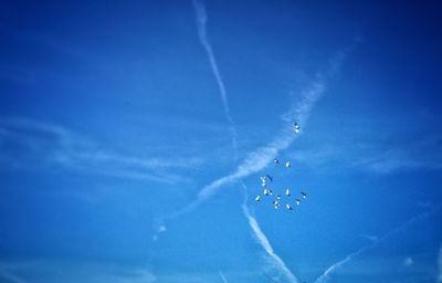 Low angle view of birds in blue sky