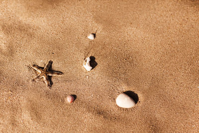 Beautiful seashells scattered on the sandy beach, close-up