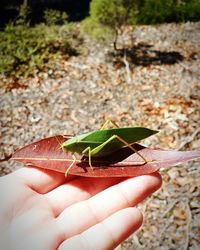 Close-up of hand holding leaf