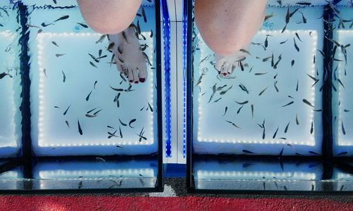 Low section of woman receiving fish pedicure