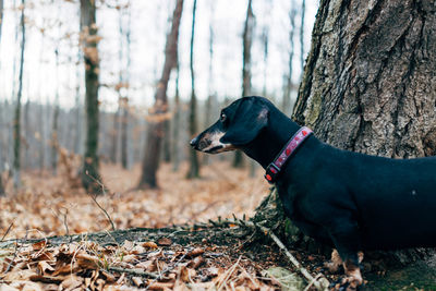 Close-up of dog on tree trunk during autumn