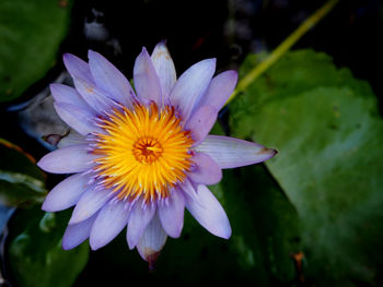 Close-up of purple lotus water lily