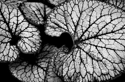 Close-up of dry leaves on tree