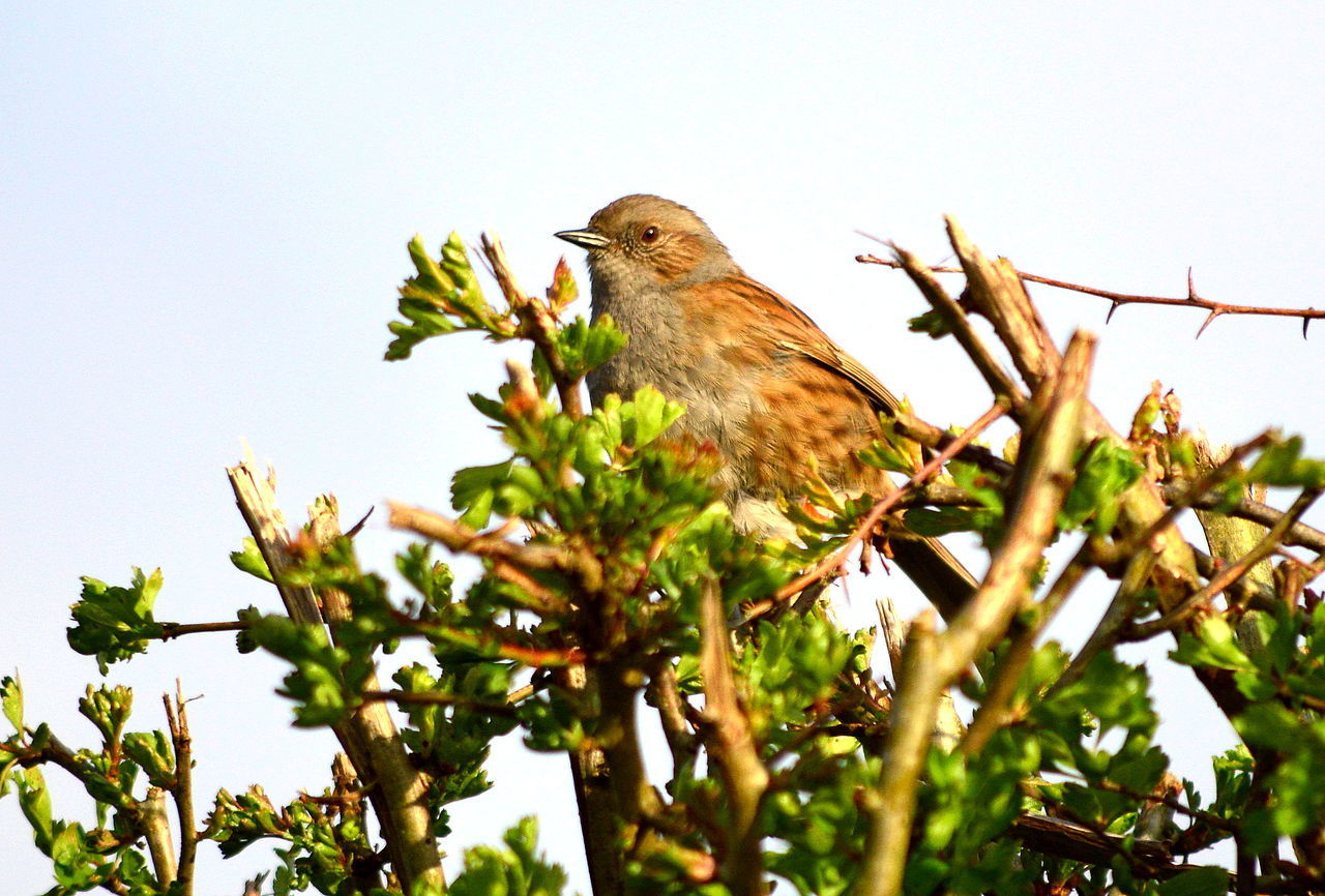 Hedge warbler