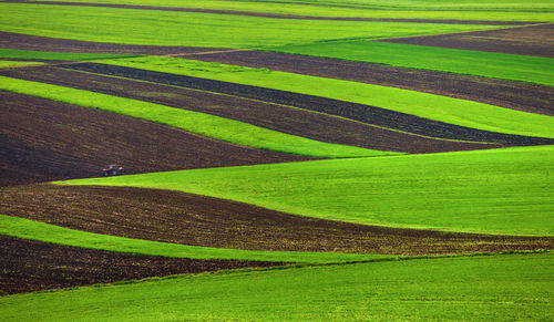 Scenic view of agricultural field