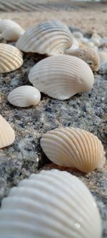 Close-up of seashells