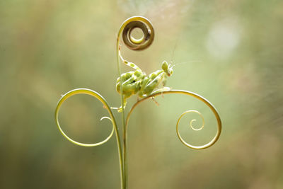 Close-up of spiral plant