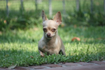 Portrait of chihuahua on grassy field