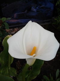 Close-up of white flower blooming outdoors