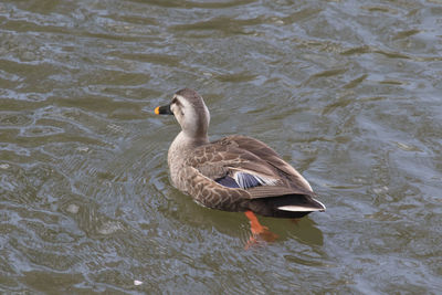 Duck swimming in lake
