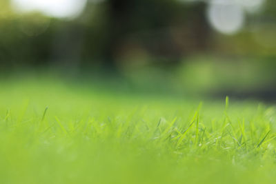 Close-up of grass on field