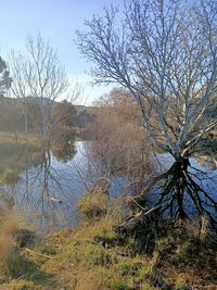 Scenic view of bare trees by lake against sky