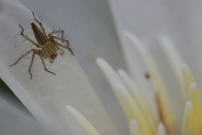 Close-up of insect on plant