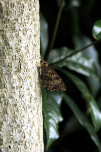 Butterfly on plant