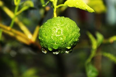 Close-up of raindrops on leaf