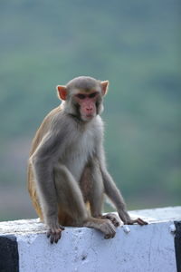 Close-up of monkey