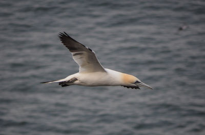 Seagull flying over water