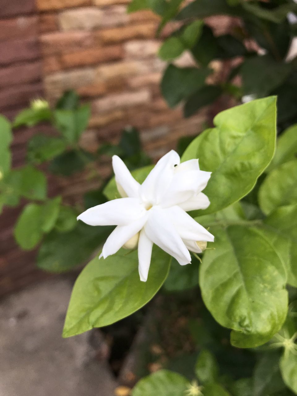 HIGH ANGLE VIEW OF WHITE FLOWERING PLANTS