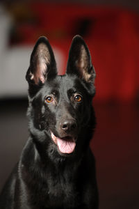 Portrait of black dog