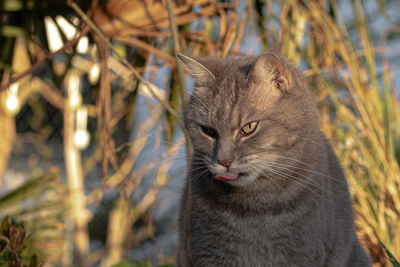 Close-up portrait of a cat looking away