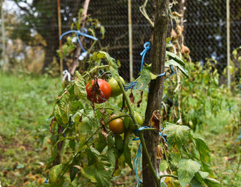 Close-up of fruits hanging on tree