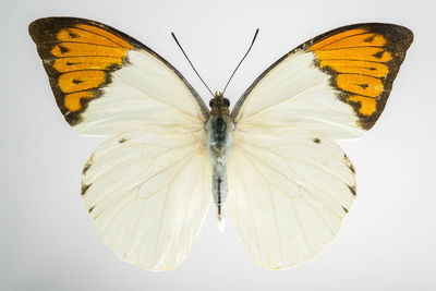 Close-up of butterfly on white background