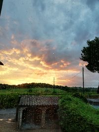 Wet plants against sky during rainy season