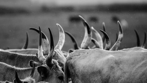 Close-up of cows on field