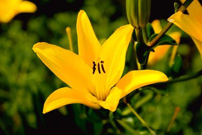 Close-up of yellow flower