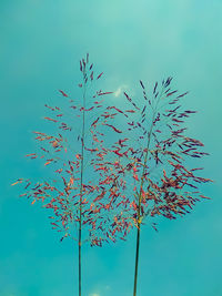 Low angle view of plant against clear blue sky