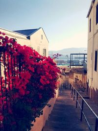 View of flowers against built structure