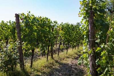 View of vineyard against sky