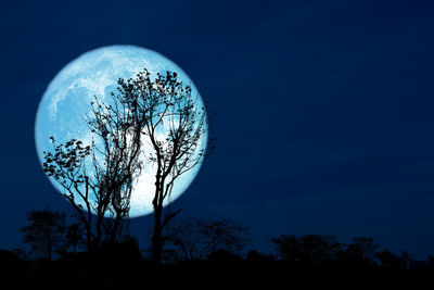 Silhouette tree against sky at night