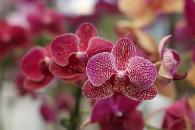 Close-up of red orchid