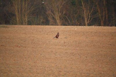 View of birds running on land