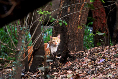 Cat in a forest