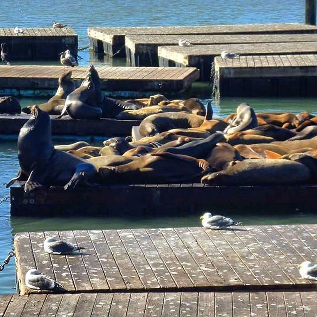 animal themes, bird, water, animals in the wild, wildlife, medium group of animals, flock of birds, pigeon, day, seagull, outdoors, transportation, pier, sea, sunlight, harbor, building exterior, perching, built structure