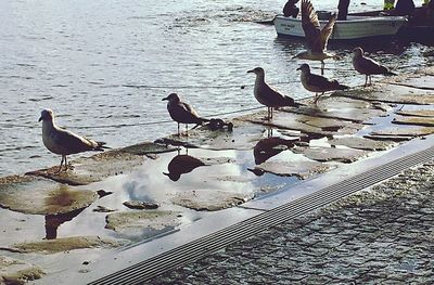 Seagulls perching on lake