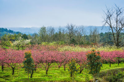 Pink flowering trees on field against sky