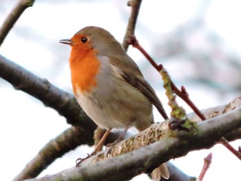Low angle view of bird perching on branch