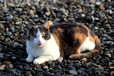 Portrait of cat on rock