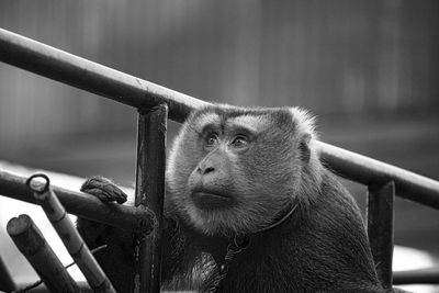 Close-up of a monkey looking away