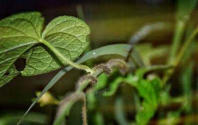 Close-up of plant against blurred background