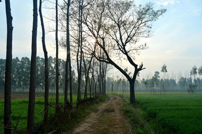 Bare trees on field against sky