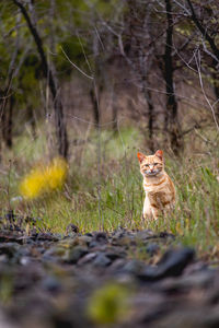 Portrait of a cat on field