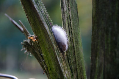 Close-up of caterpillar on tree